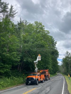 Roadway Tree Removal